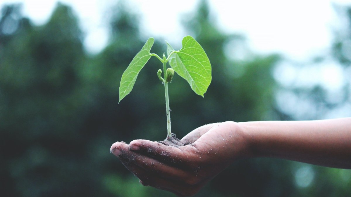 Image of an extended hand with a plant